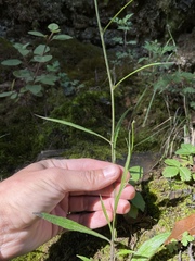 Lobelia ehrenbergii