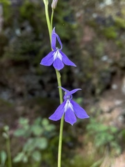 Lobelia ehrenbergii