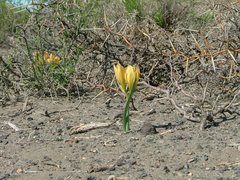 Zephyranthes gilliesiana