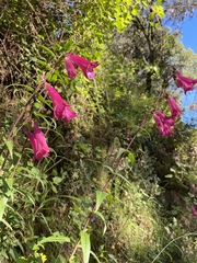 Penstemon miniatus