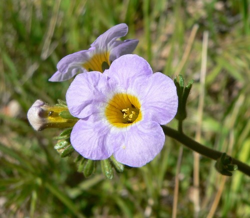 Fremont's phacelia (Phacelia fremontii)