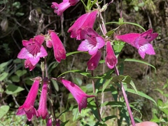 Penstemon miniatus