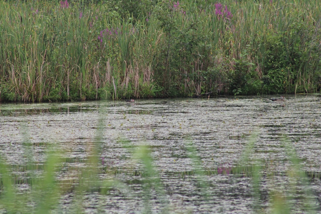 Wood Duck from Buttermilk Ln, South Thomaston, ME, US on August 11 ...