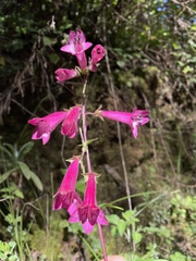 Penstemon miniatus