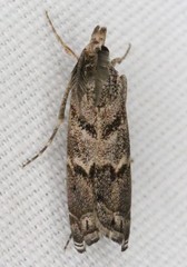 Prionapteryx indentella