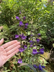 Penstemon hidalgensis