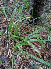 Diarrhena obovata