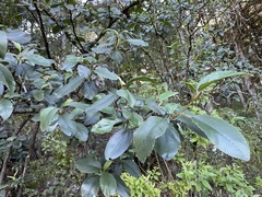 Cercocarpus macrophyllus