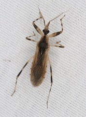 Oncocephalus nubilus