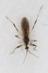Oncocephalus nubilus