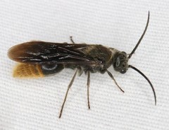 Sphaeropthalma marpesia
