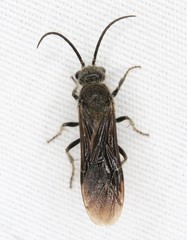 Sphaeropthalma marpesia