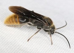 Sphaeropthalma marpesia