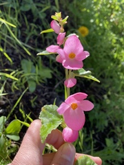 Begonia gracilis