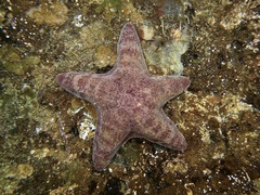 Paranepanthia grandis