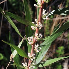 Hakea eriantha