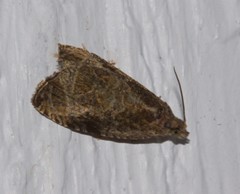 Olethreutes connectum