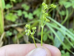 Micropleura renifolia