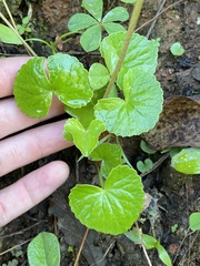 Micropleura renifolia