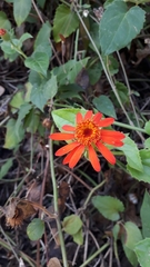 Pseudogynoxys benthamii