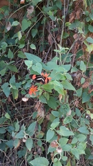 Pseudogynoxys benthamii