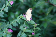 Eurema blanda arsakia
