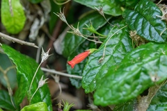 Gesneria cuneifolia