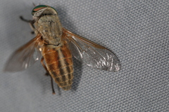 Tabanus nigrovittatus