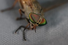 Tabanus nigrovittatus