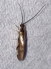 Climacia