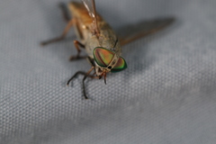 Tabanus nigrovittatus