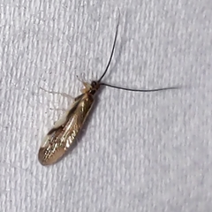 Climacia