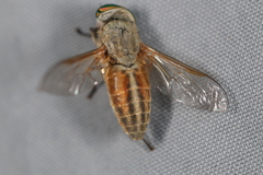 Tabanus nigrovittatus