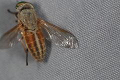 Tabanus nigrovittatus