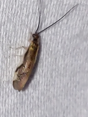 Climacia