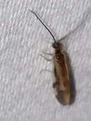 Climacia