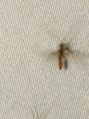 Climacia