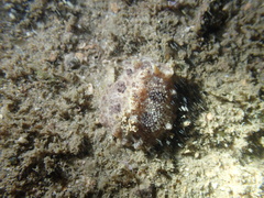 Carminodoris