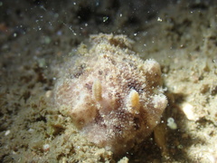Carminodoris