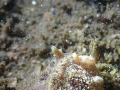 Carminodoris
