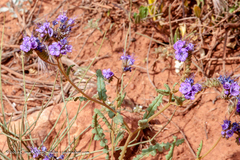 Phacelia corrugata