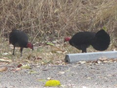 Alectura lathami lathami