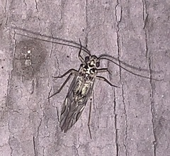 Teliapsocus conterminus
