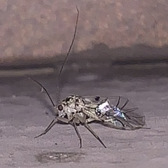 Teliapsocus conterminus