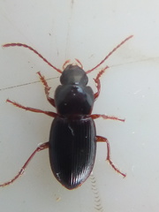 Allocinopus smithi