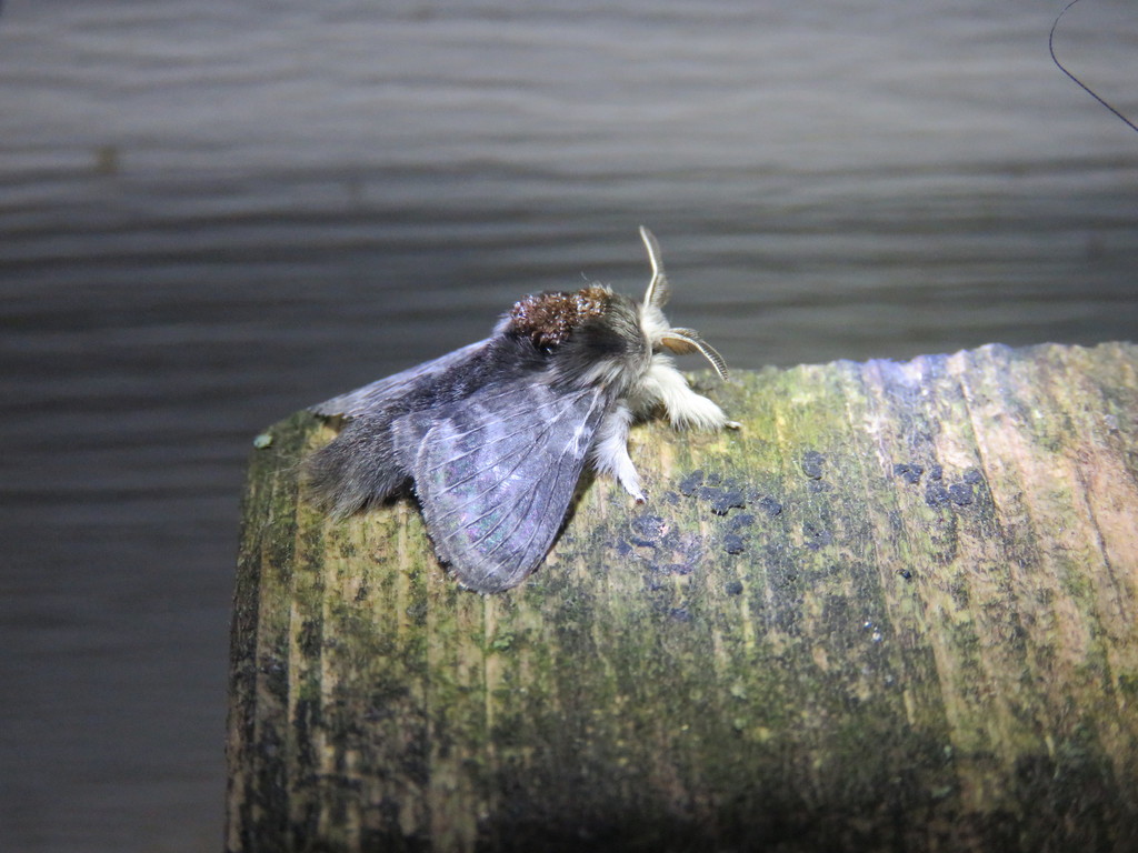 Larch Tolype Moth