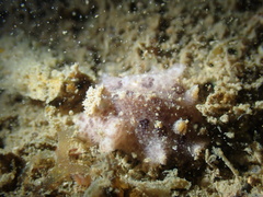 Carminodoris