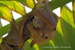 Wahlberg's Epauletted Fruit Bat photo 3