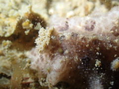 Carminodoris