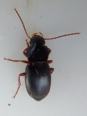 Allocinopus smithi